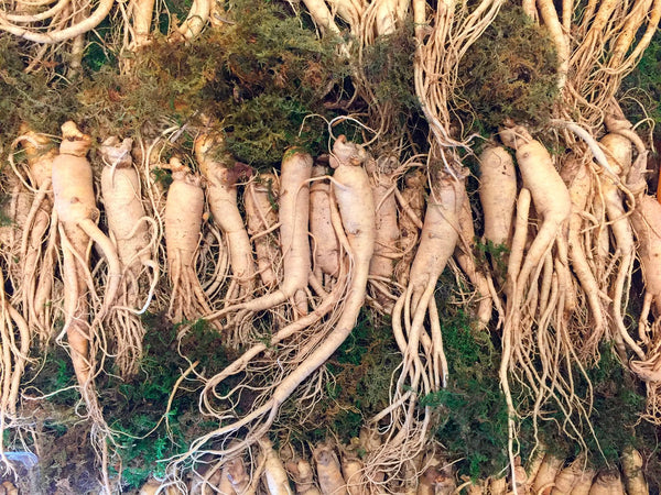 7 Unusual Science-Backed Benefits of American Ginseng (Works Fast)